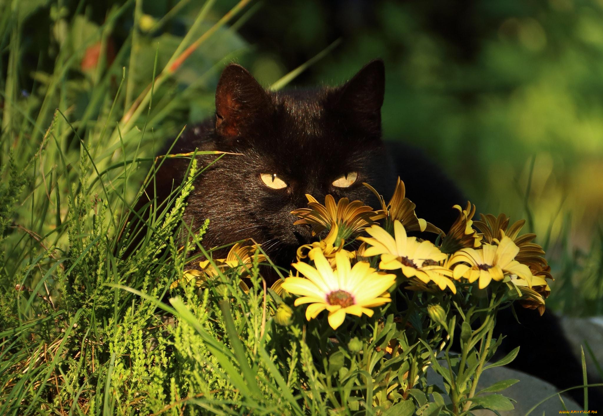 Чёрный кот. Черный кот и лето. Черный котенок в траве. Черная кошка на природе.